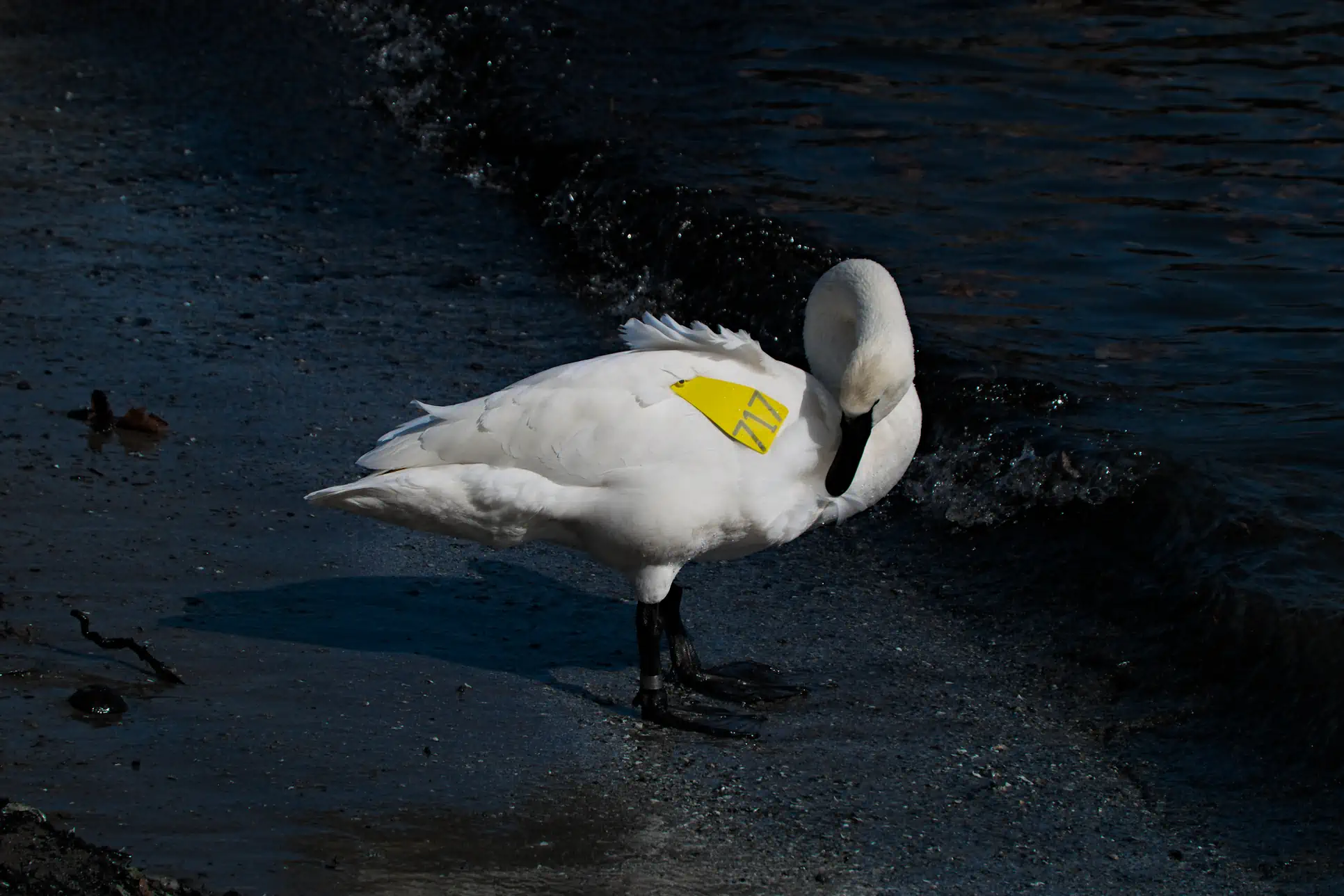 DSCF0439